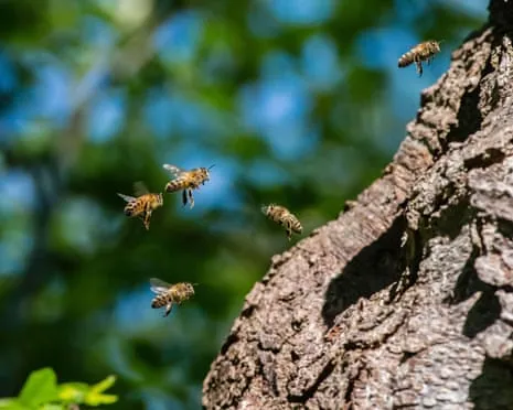 How Saving Honeybees Might Negatively Affect Wild Pollinators